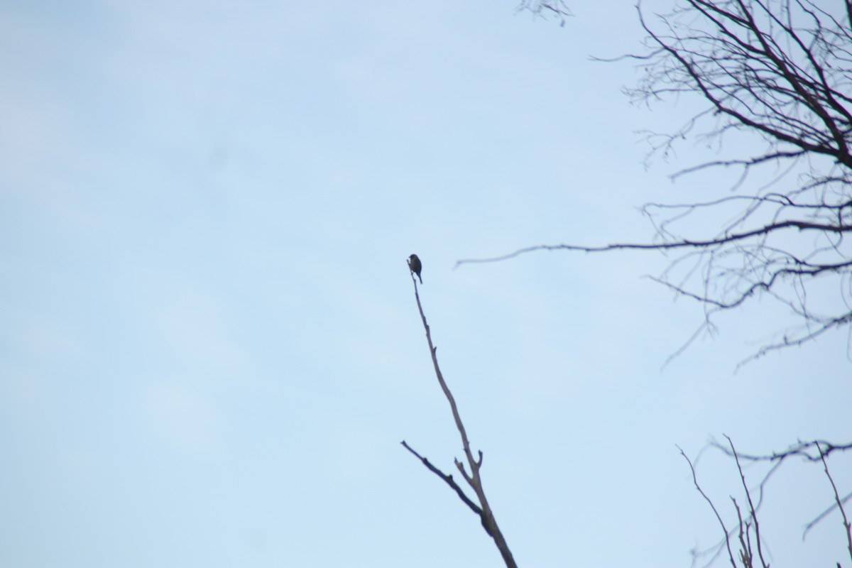 Dusky Woodswallow - ML646929625