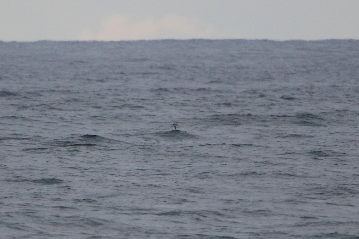 Manx Shearwater - ML646929628