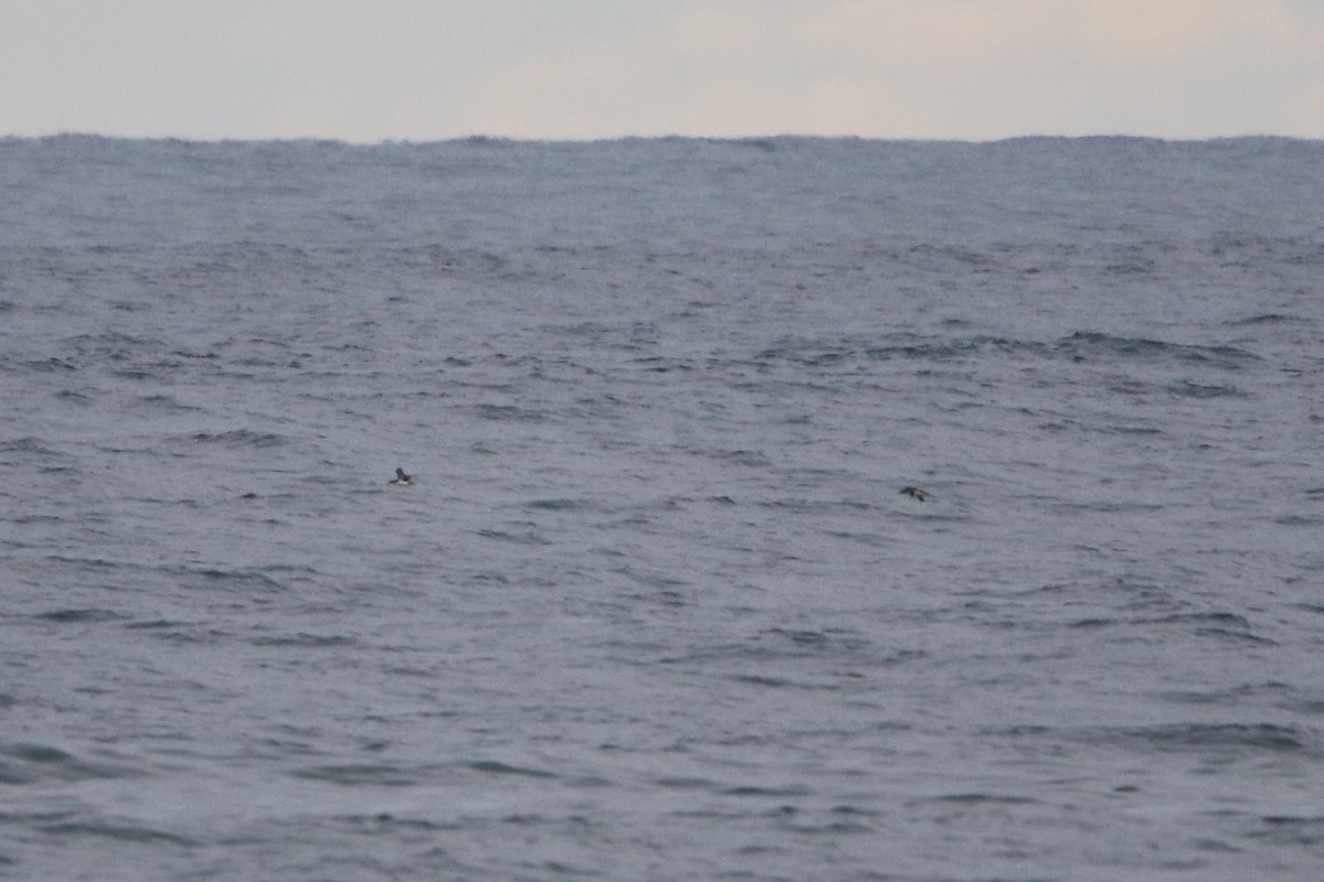 Manx Shearwater - ML646929629