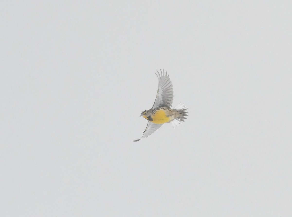 englerketrupial (magna gr.) - ML646929630