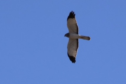 Northern Harrier - ML646929631