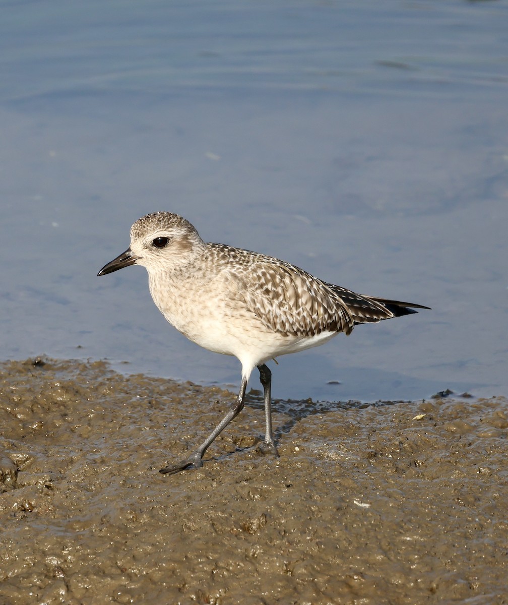 Gümüş Yağmurcun - ML646929634