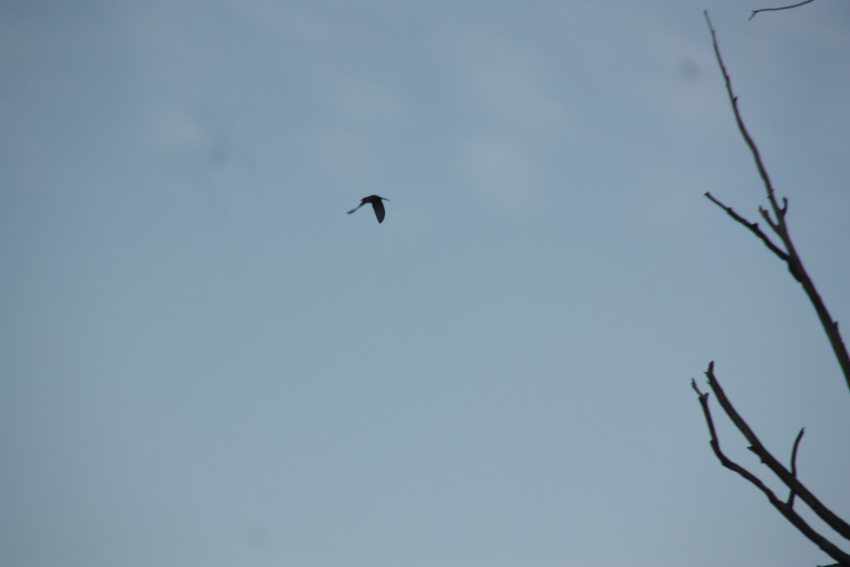 Dusky Woodswallow - ML646929636