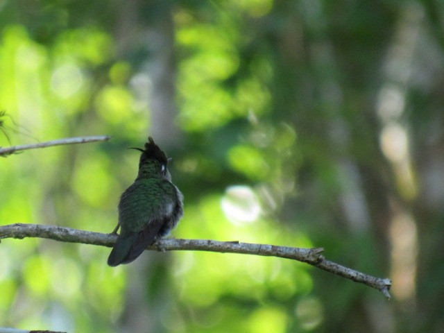 Purple-crowned Plovercrest - ML646929637