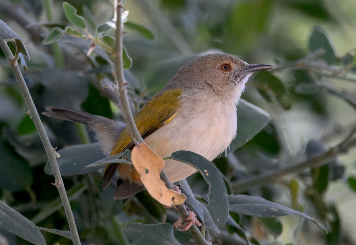 Green-backed Camaroptera - ML646929639