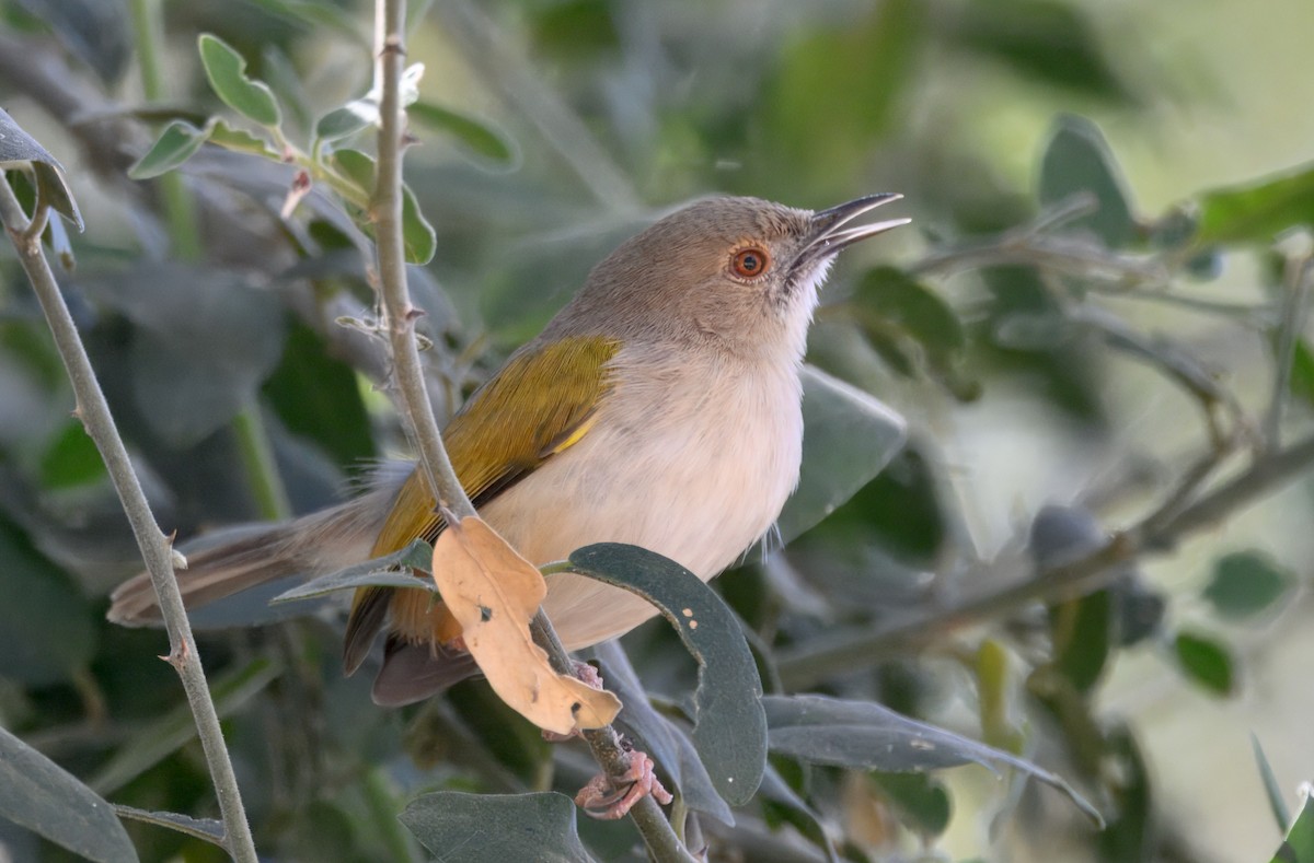 Green-backed Camaroptera - ML646929640