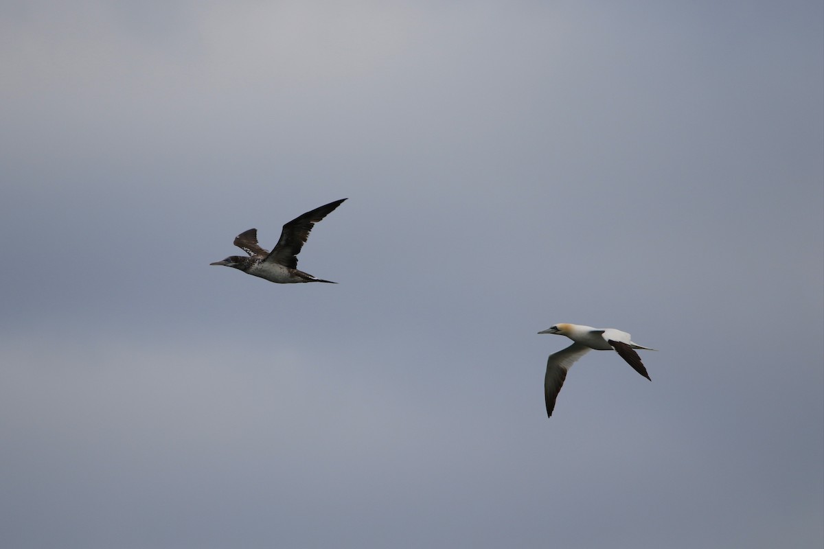 סולה מצויה - ML646929648