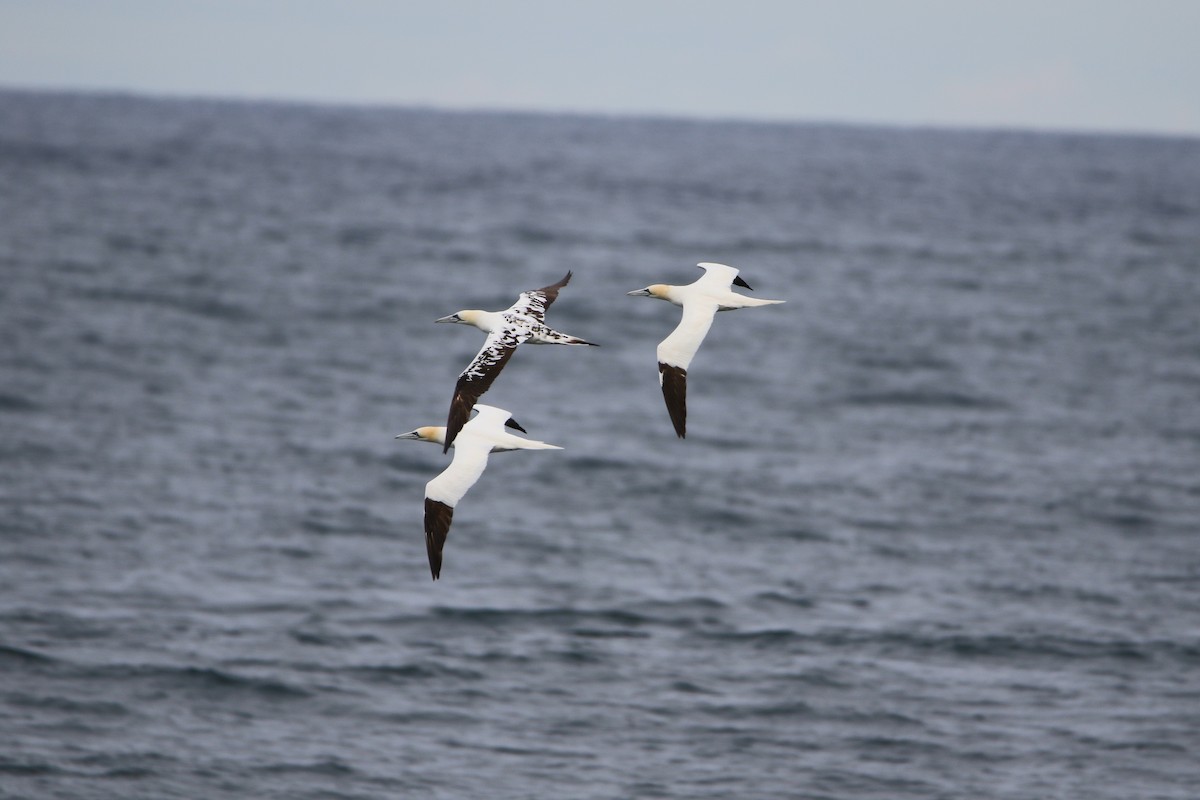 סולה מצויה - ML646929654