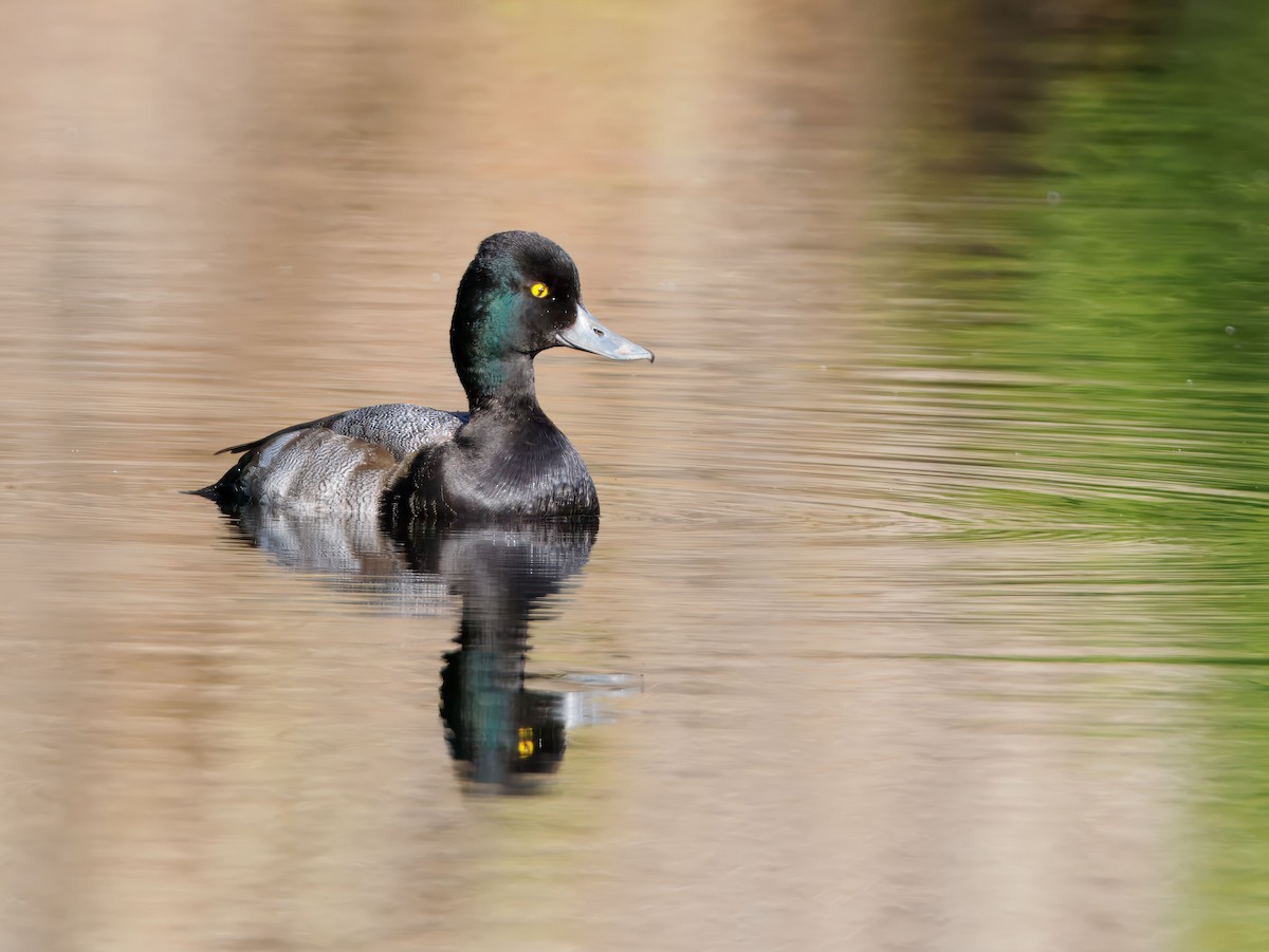 Lesser Scaup - ML646929655