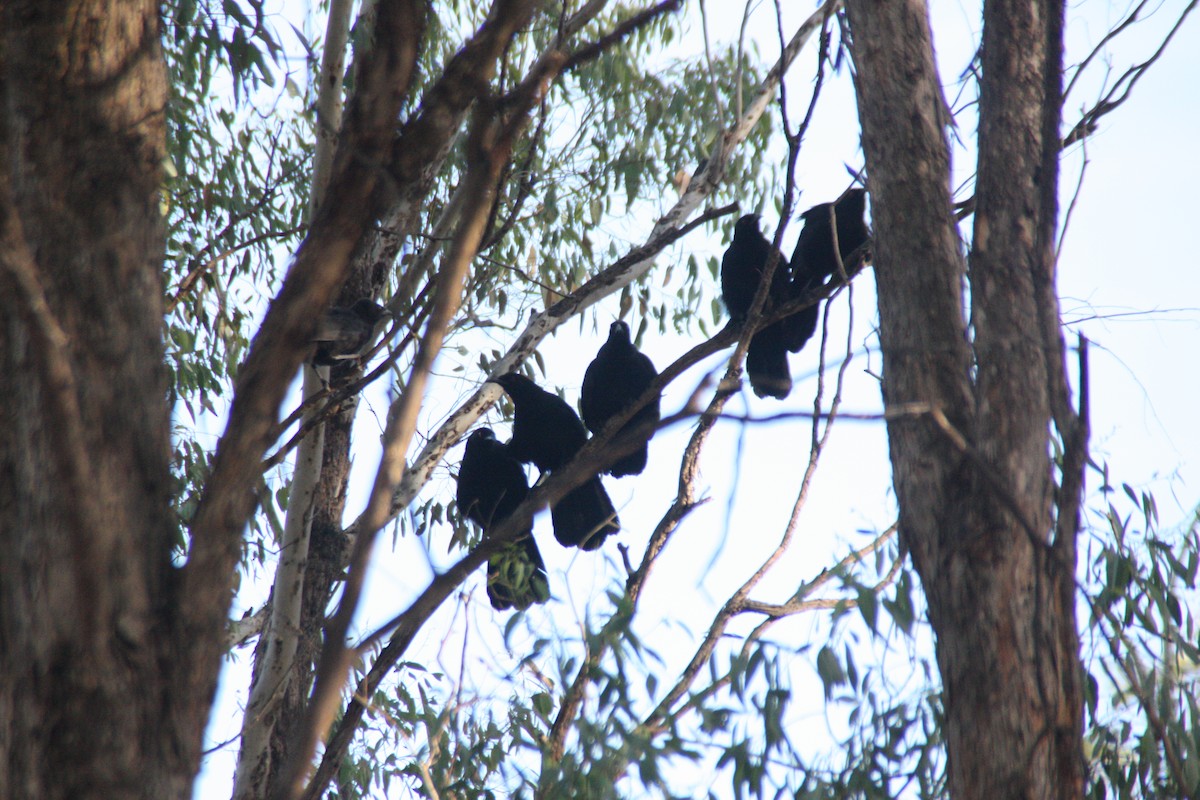 White-winged Chough - ML646929657