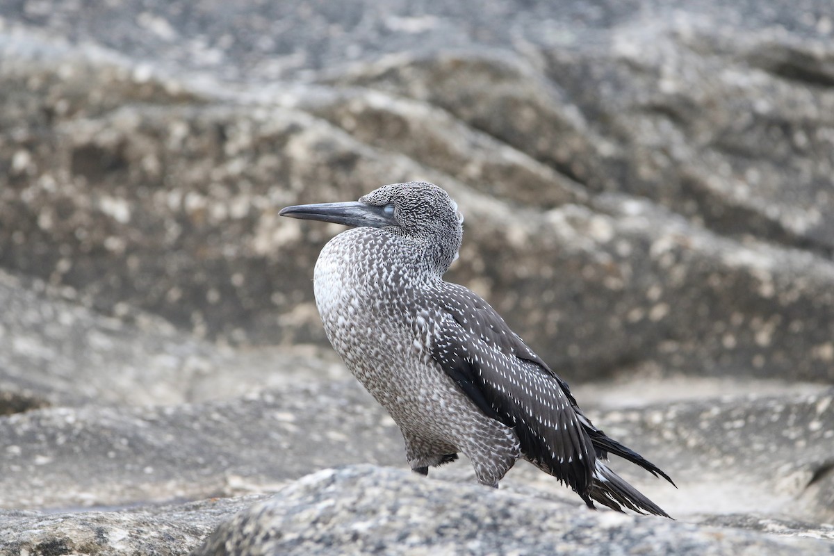 סולה מצויה - ML646929658