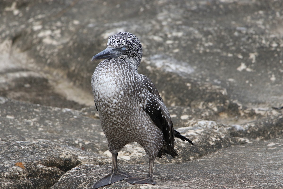 סולה מצויה - ML646929659