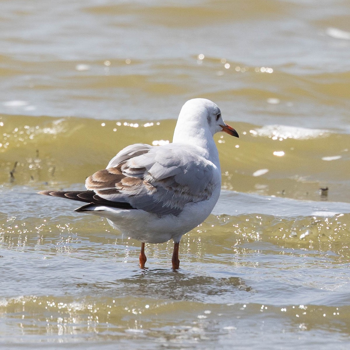 Gray-hooded Gull - ML646929661