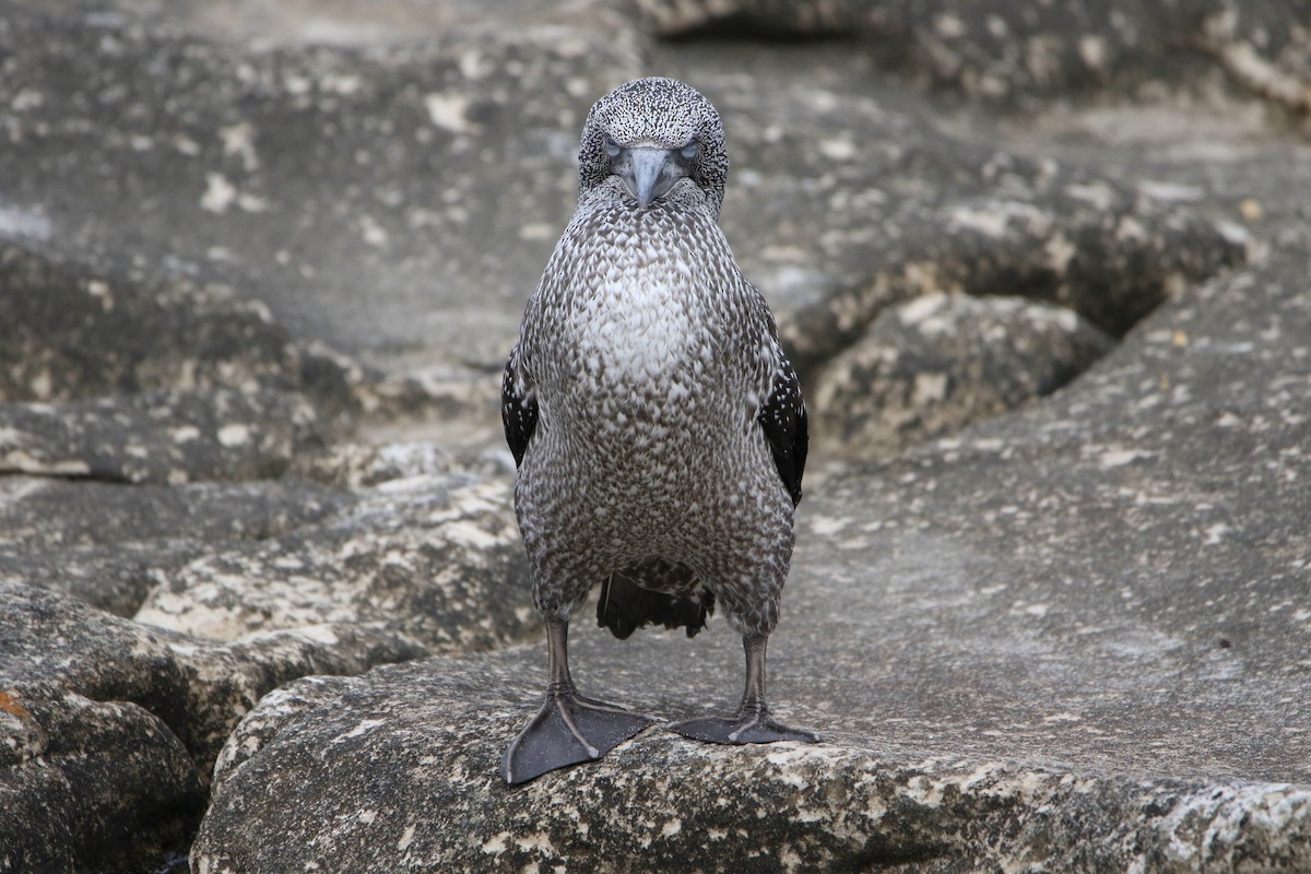סולה מצויה - ML646929662