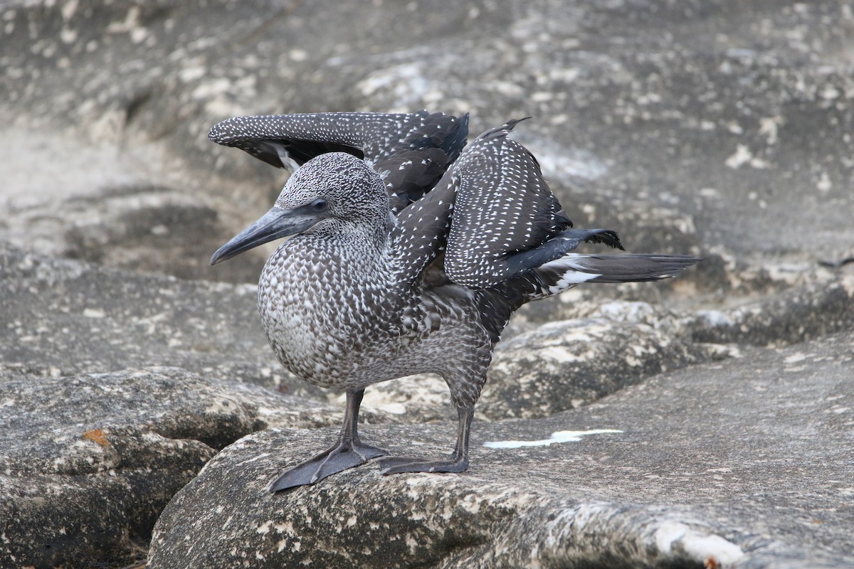 סולה מצויה - ML646929663