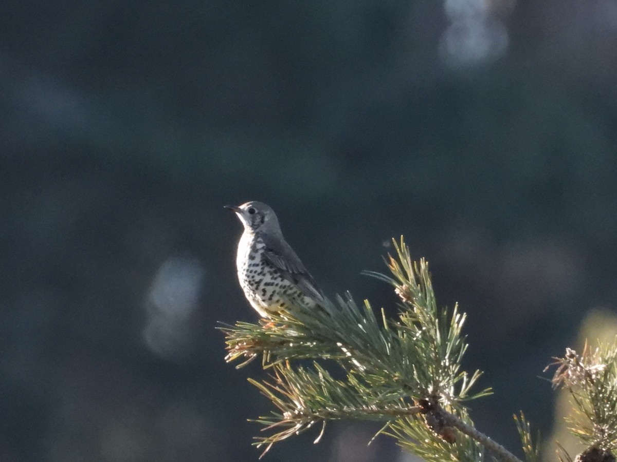 Zorzal Charlo - ML646929669