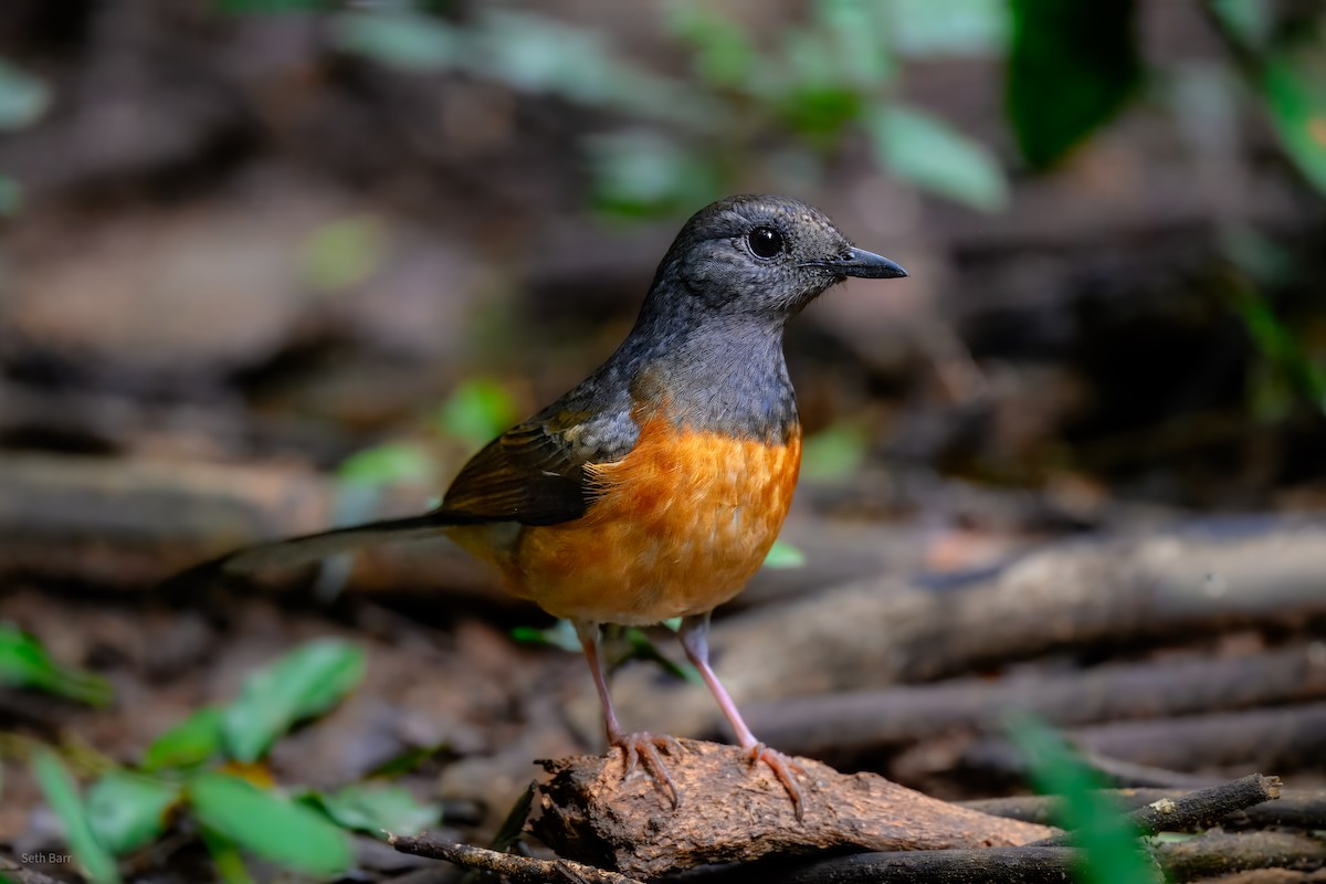 White-rumped Shama (White-rumped) - ML646929670