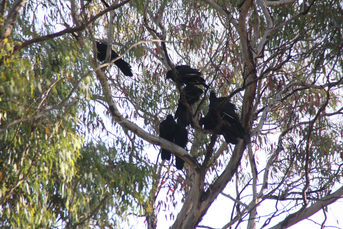White-winged Chough - ML646929671