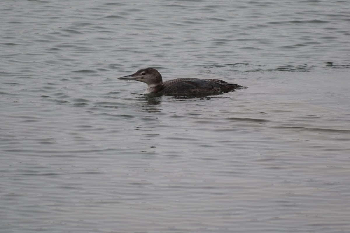 Aliota handia - ML646929675