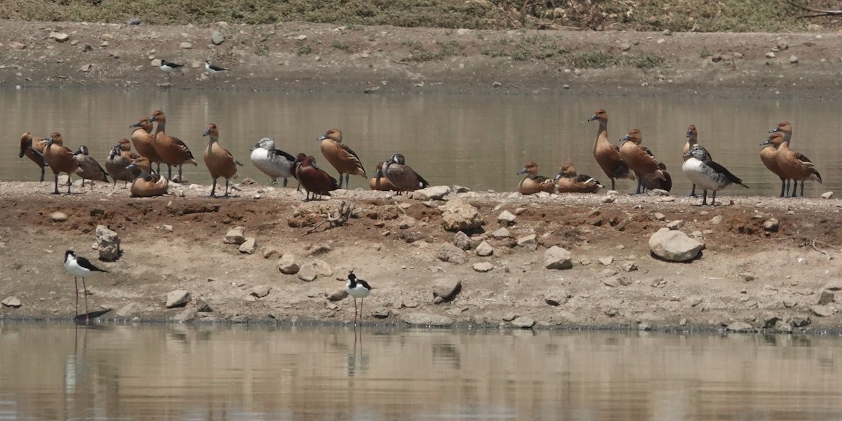 Zertzeta hegalurdina - ML646929678