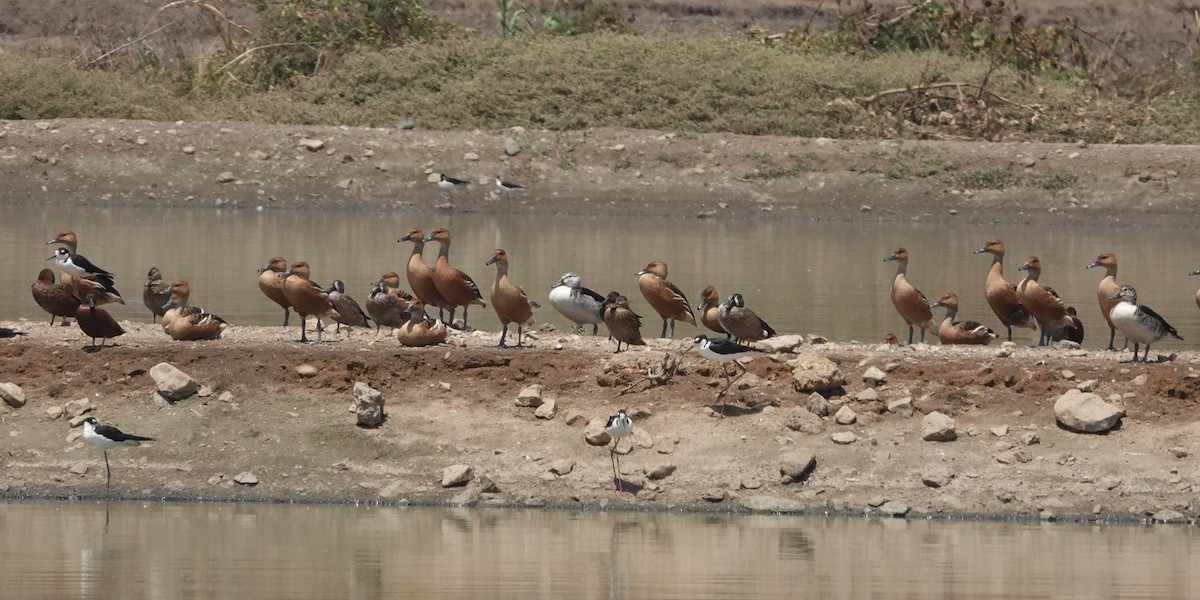 Zertzeta hegalurdina - ML646929679