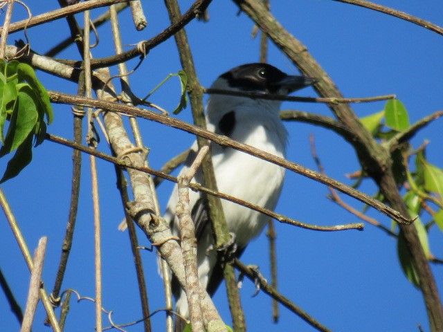Black-crowned Tityra - ML646929681