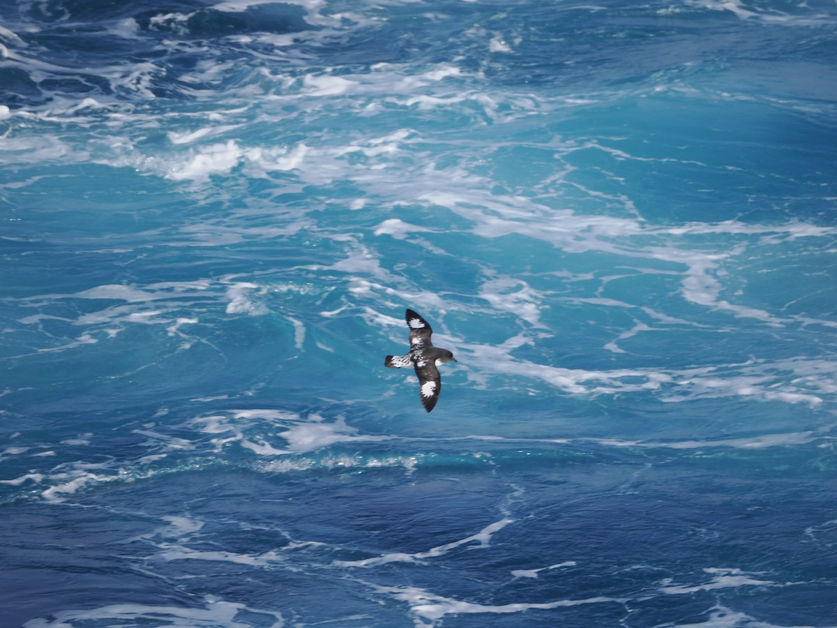 Pintado Petrel - ML646929685