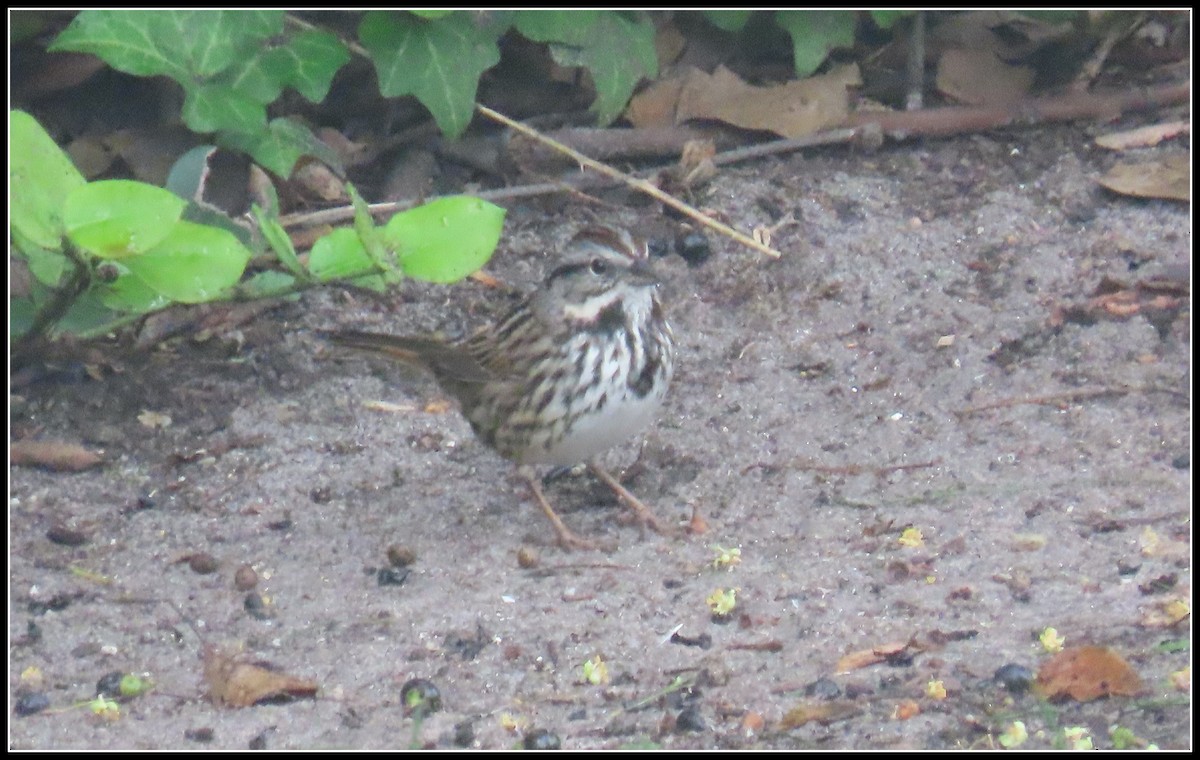 Пасовка співоча - ML646929686