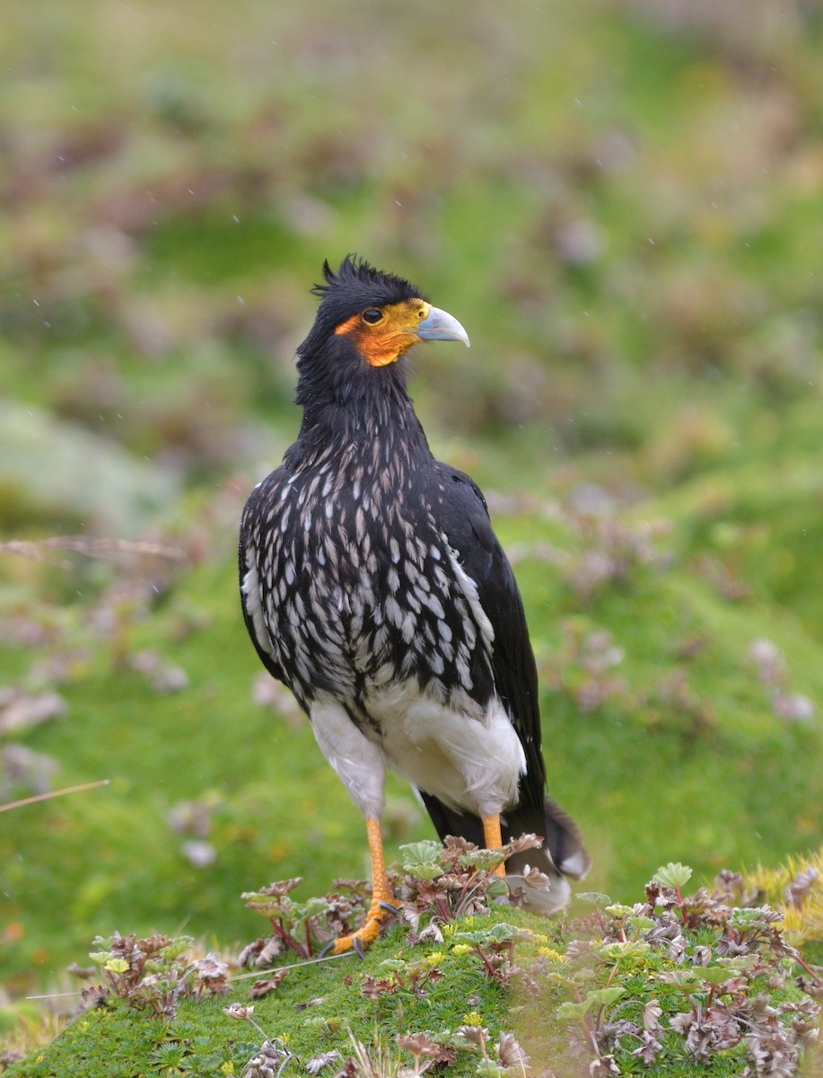 Carunculated Caracara - ML646929689