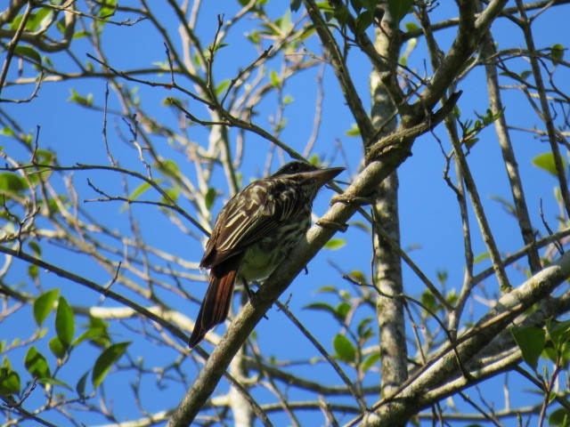 Streaked Flycatcher - ML646929705