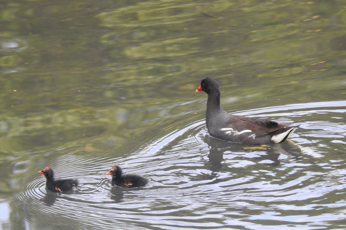 Common Gallinule (American) - ML646929706