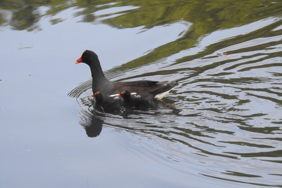 Common Gallinule (American) - ML646929707