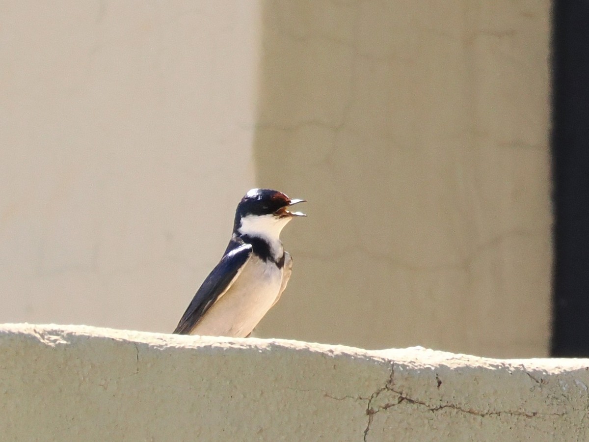 White-throated Swallow - ML646929720