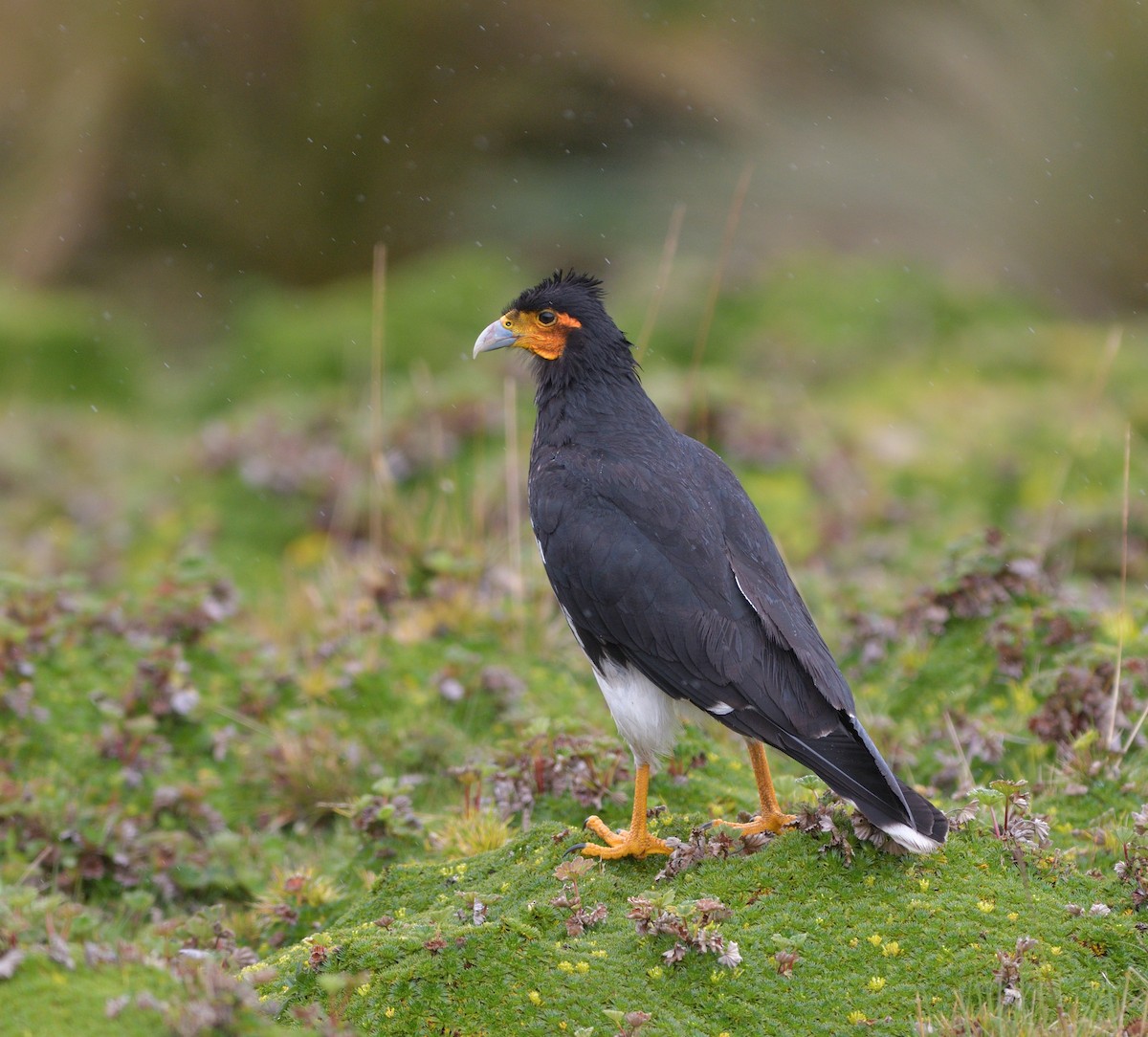 Carunculated Caracara - ML646929721