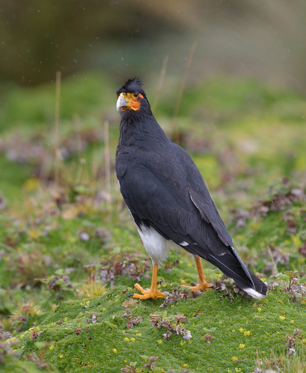 Carunculated Caracara - ML646929722