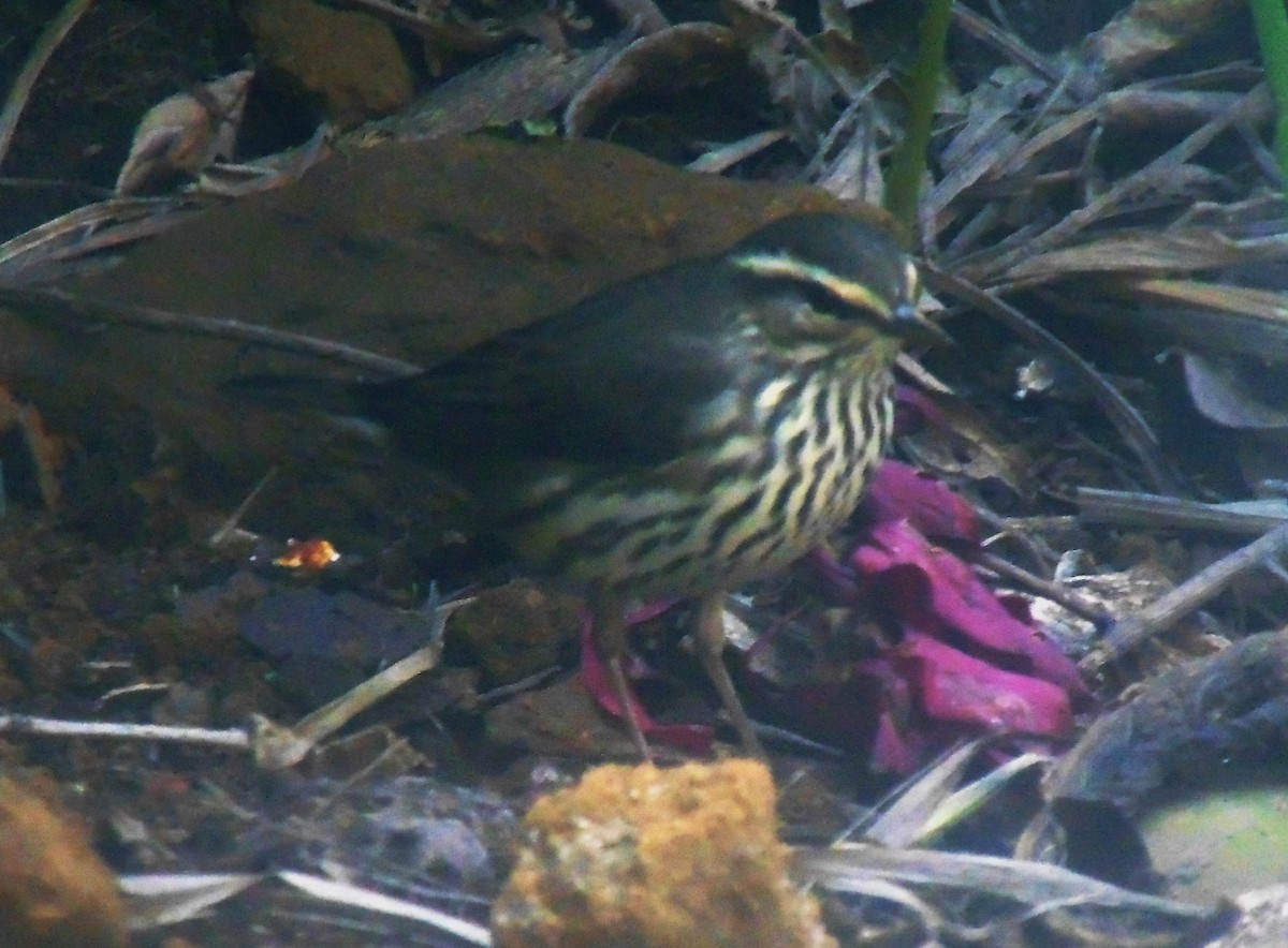 Northern Waterthrush - ML646929723