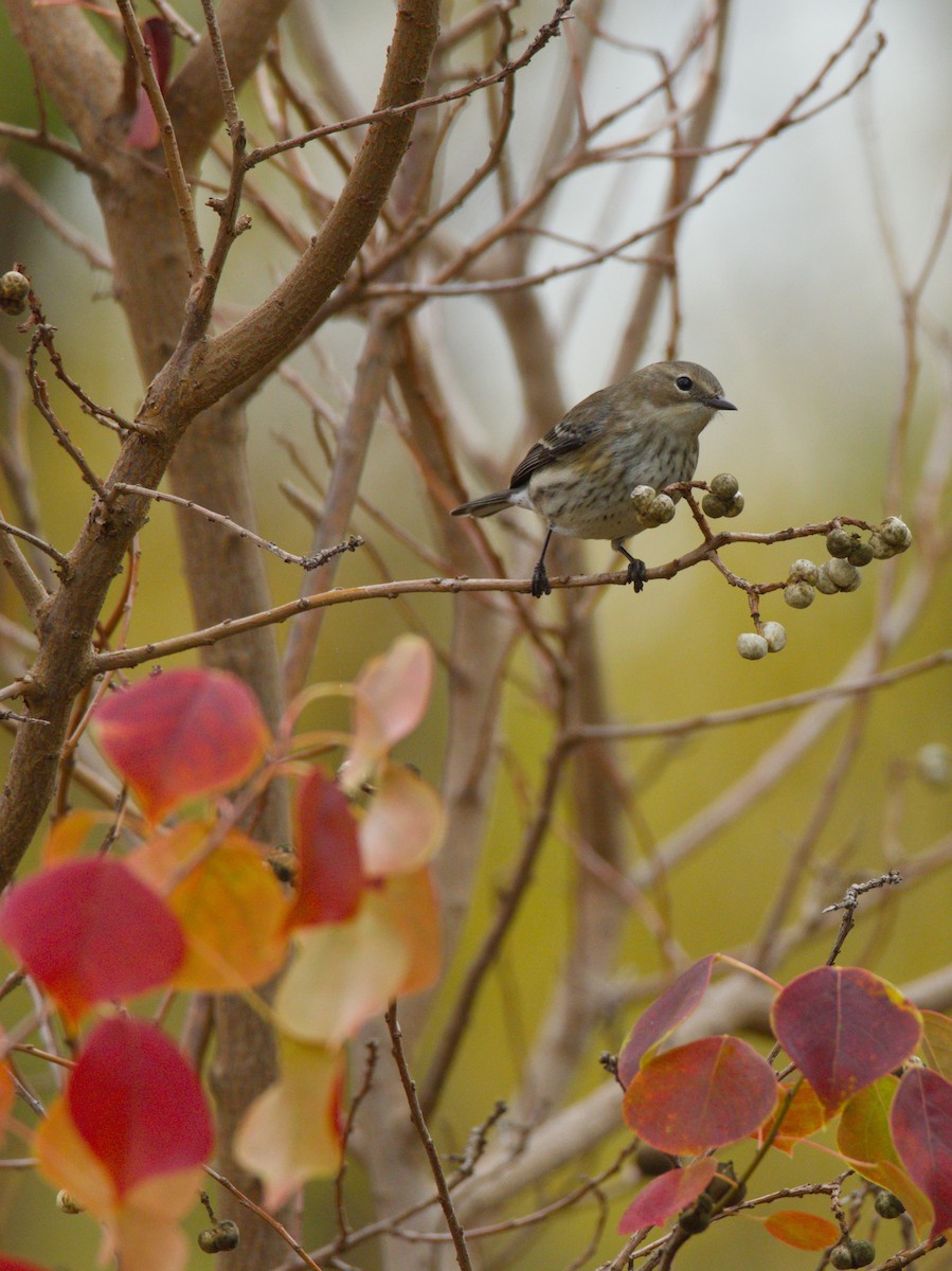 סבכון הכתר - ML646929724