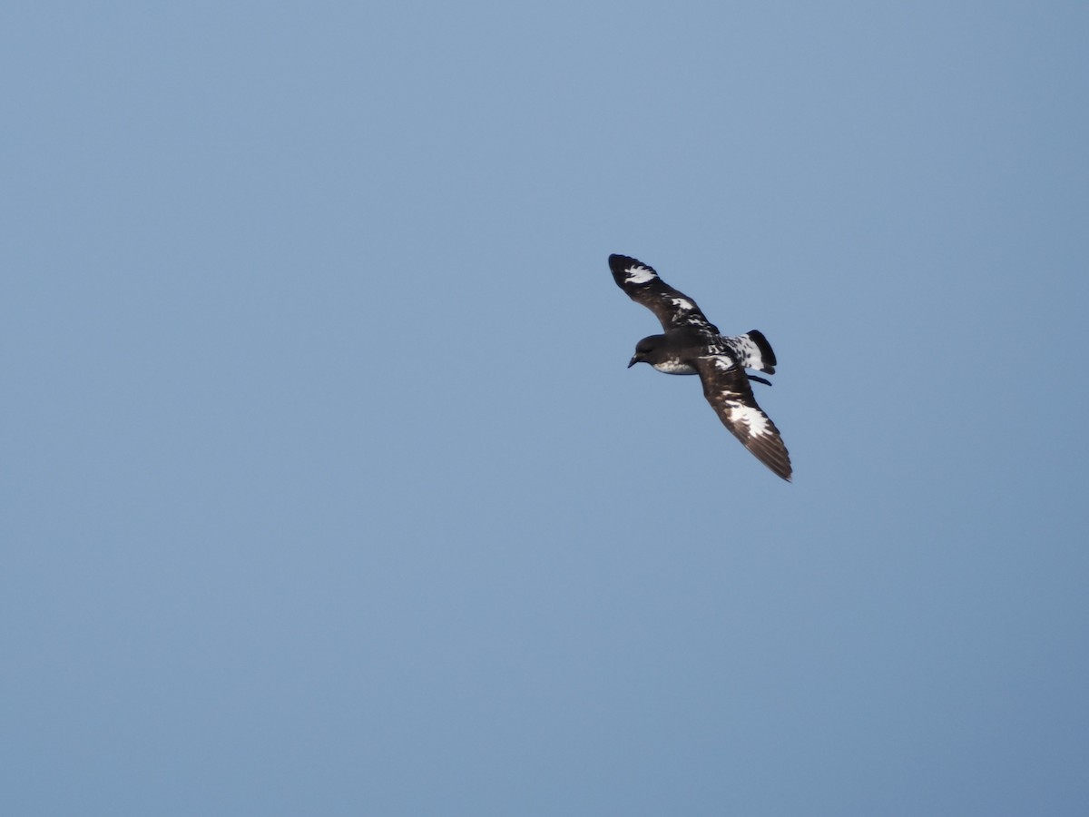 Pintado Petrel - ML646929725