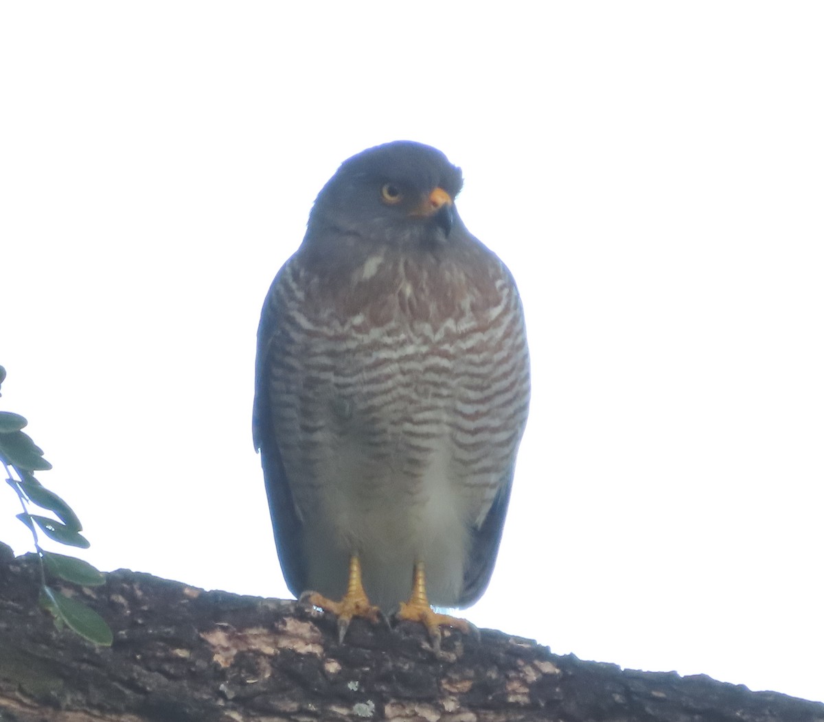 Roadside Hawk - ML646929726