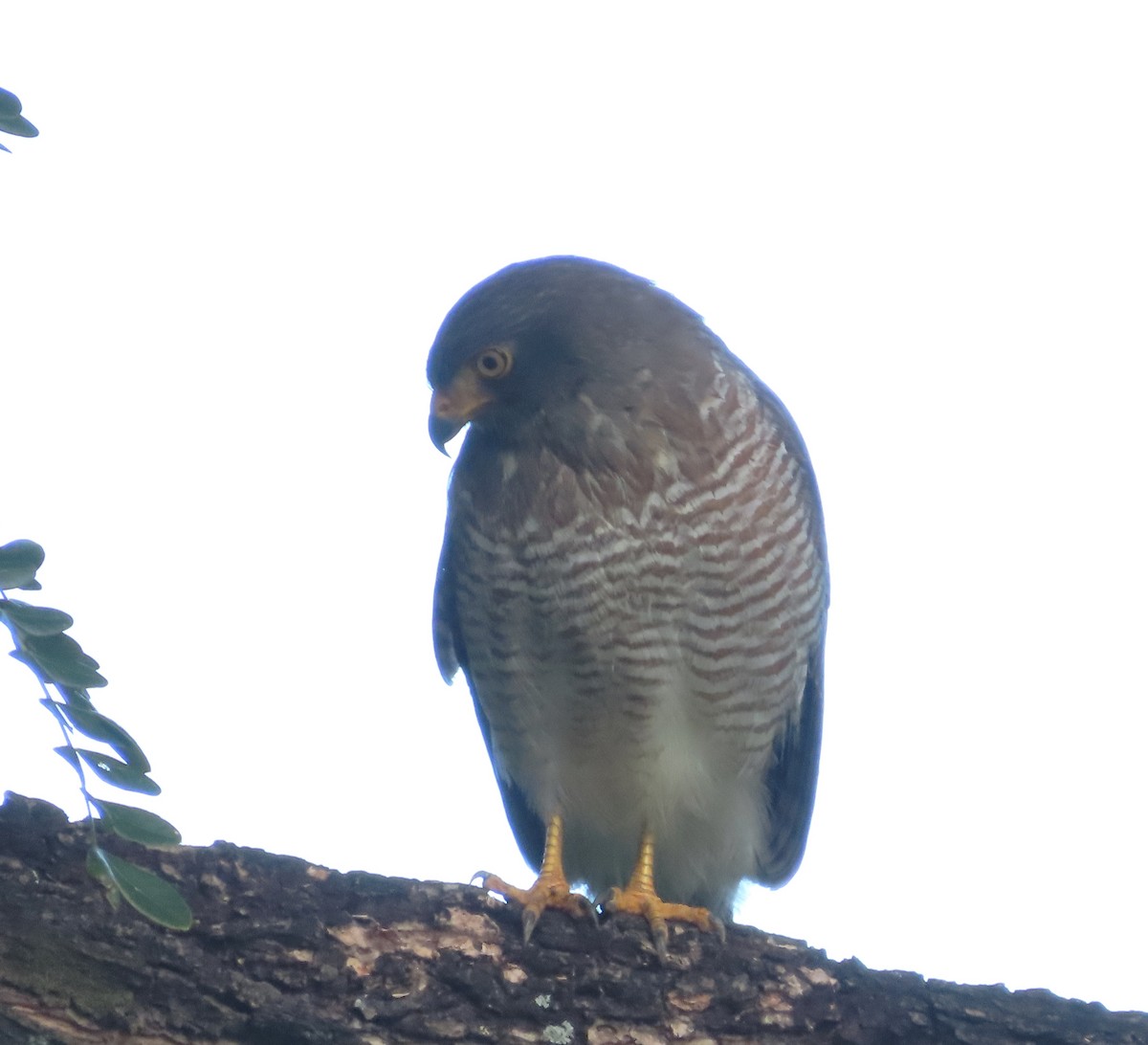 Roadside Hawk - ML646929727