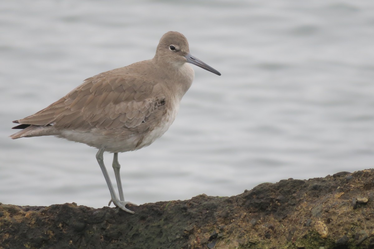 Kuliska erdipalmatua - ML646929729