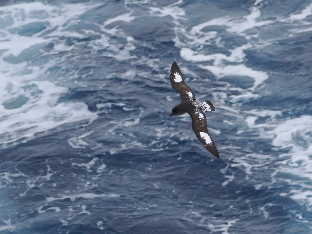 Pintado Petrel - ML646929740