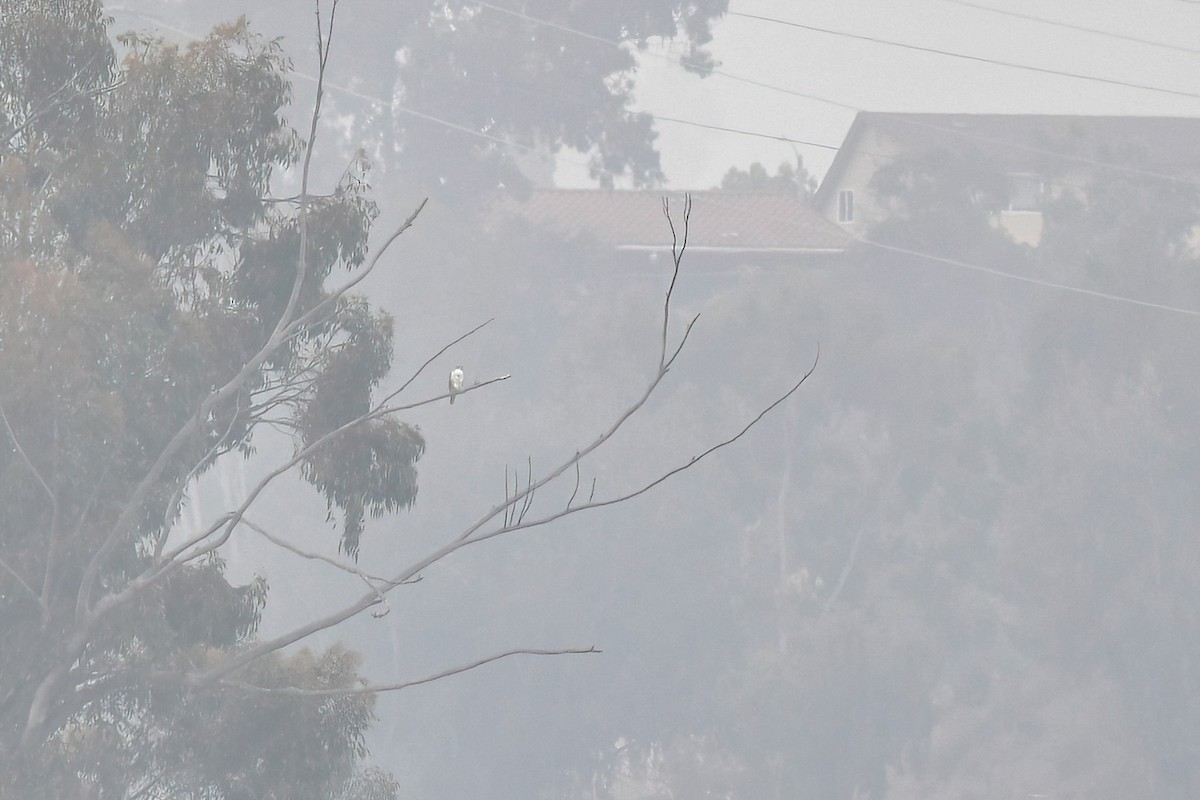 Prairie Falcon - ML646929742