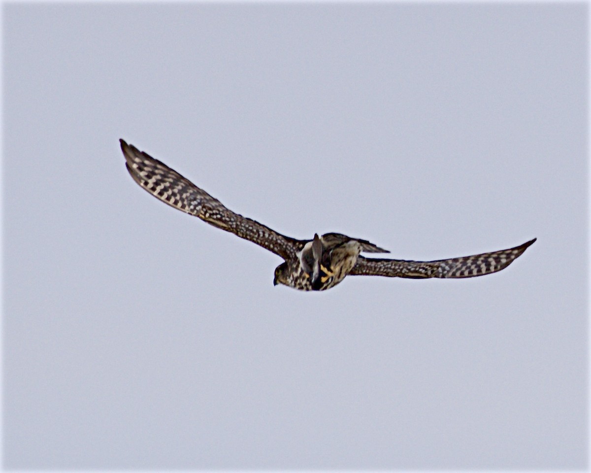 Merlin - ML646929746