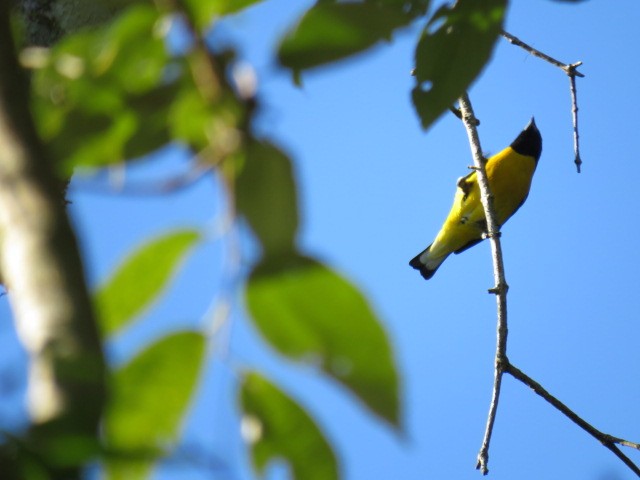 Purple-throated Euphonia - ML646929753