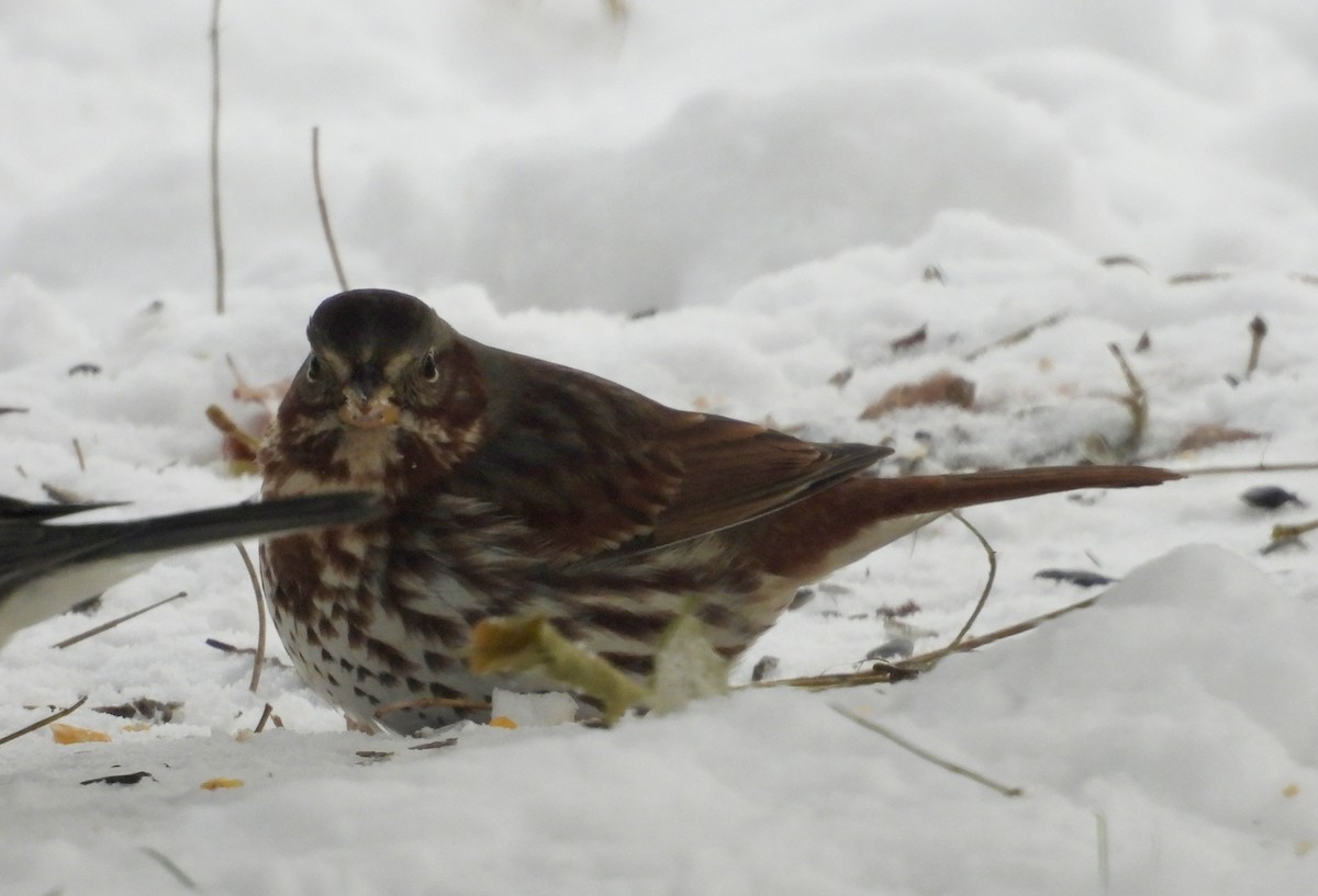 Fox Sparrow (Red) - ML646929756