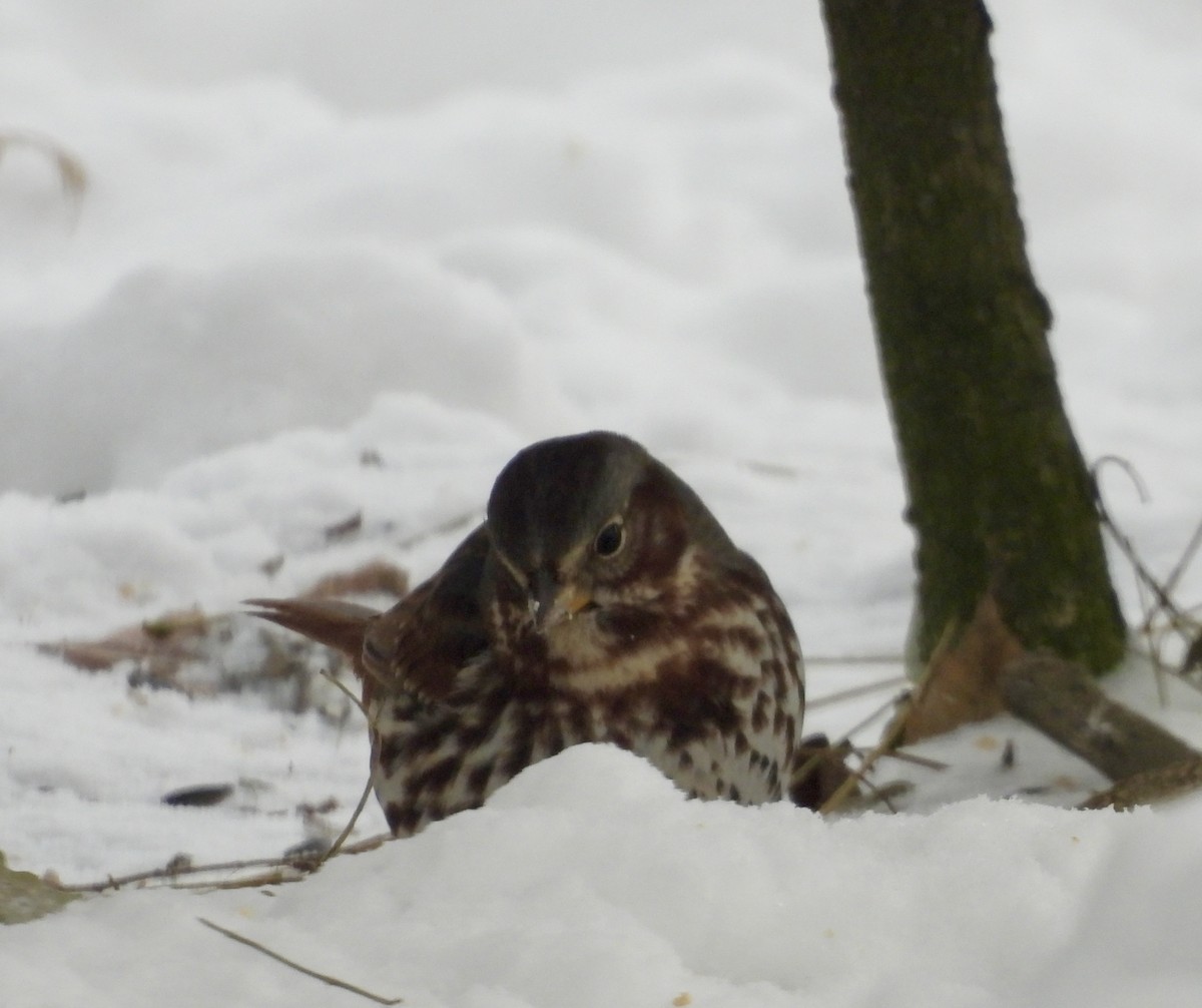 Fox Sparrow (Red) - ML646929757
