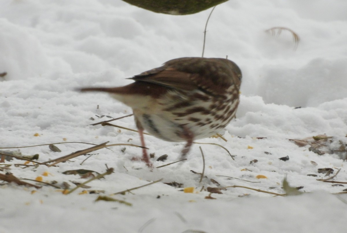 Fox Sparrow (Red) - ML646929758