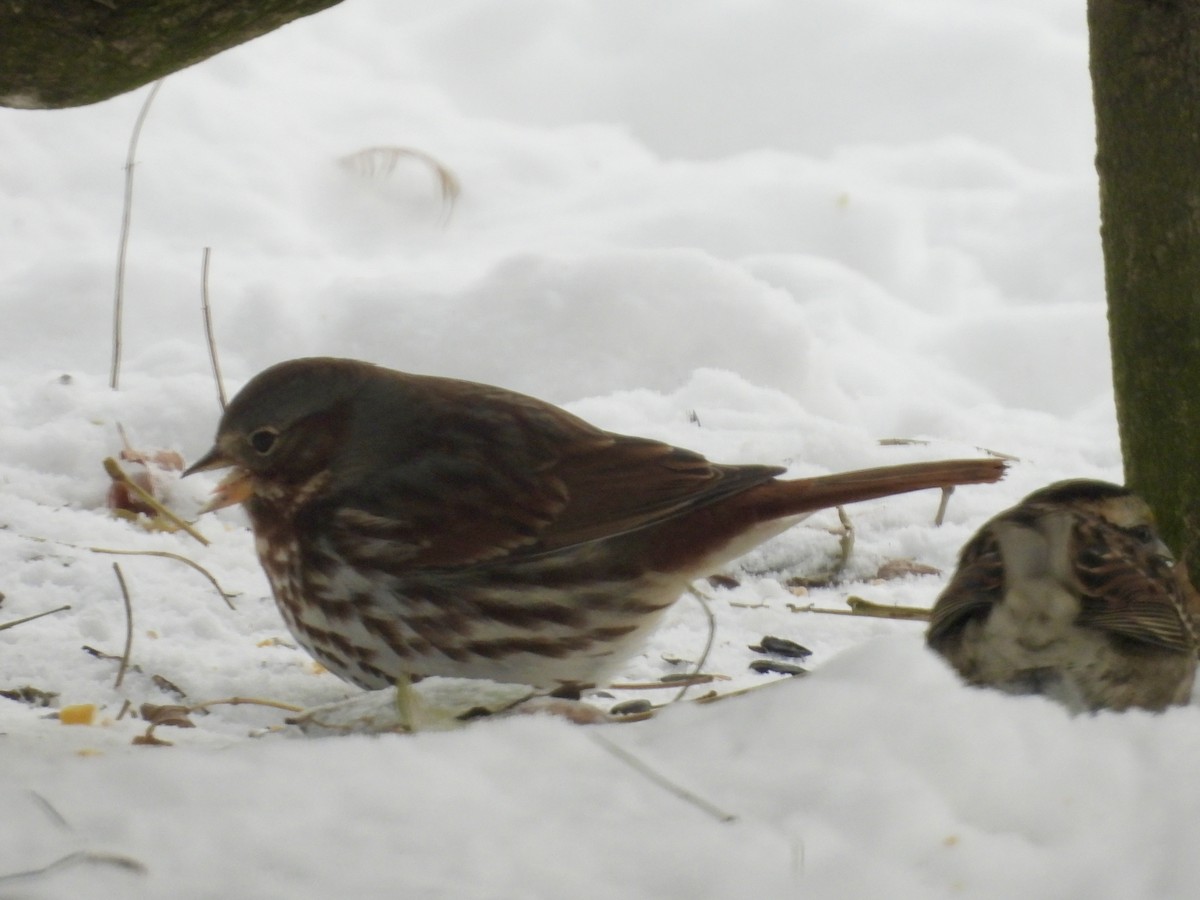 Fox Sparrow (Red) - ML646929759