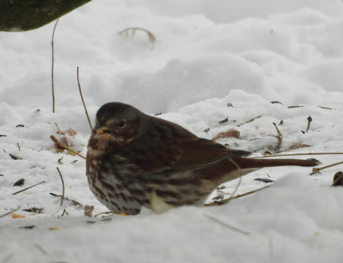 Fox Sparrow (Red) - ML646929760